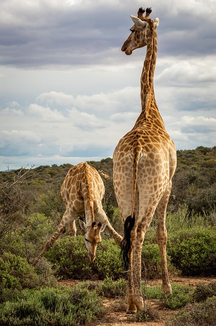 Safari