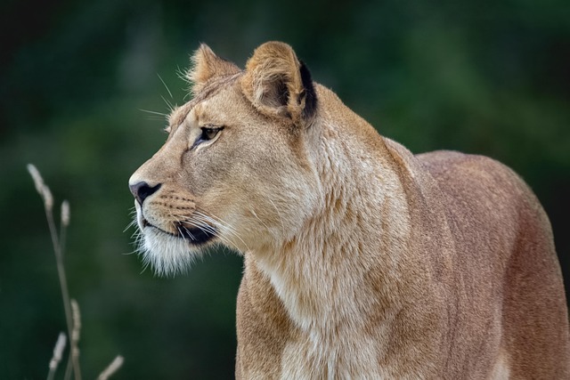 Safari