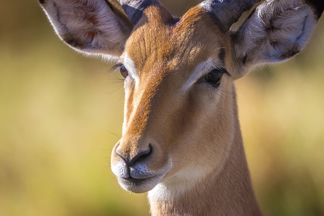 Safari