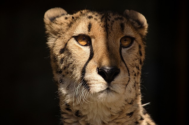 Safari