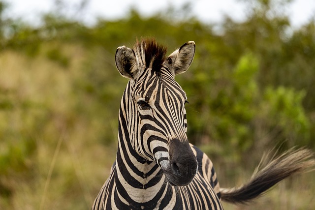 Safari