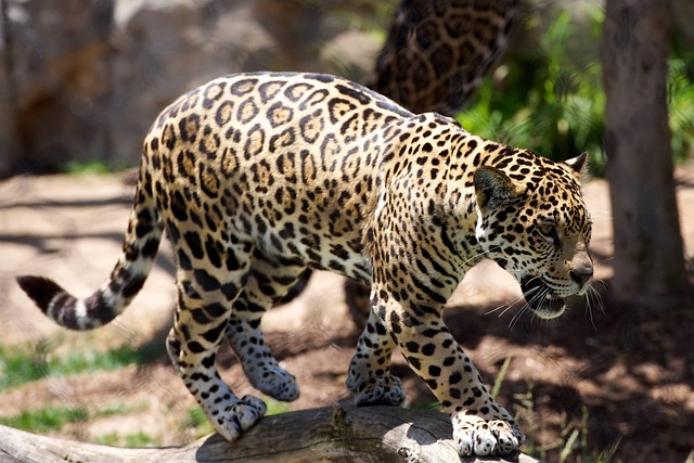 safari-640x480-76753863.jpeg
