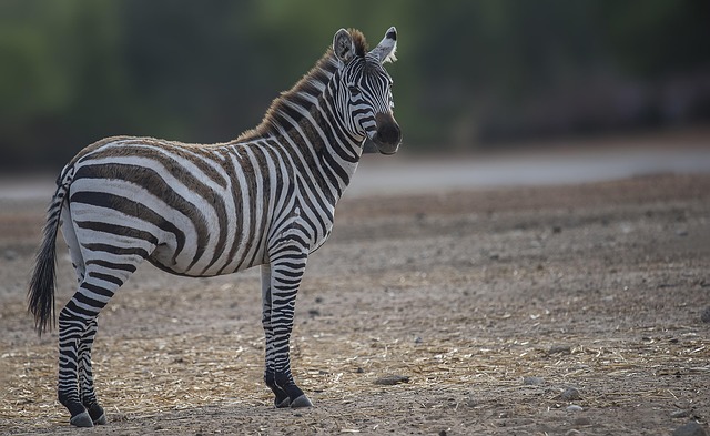 Safari