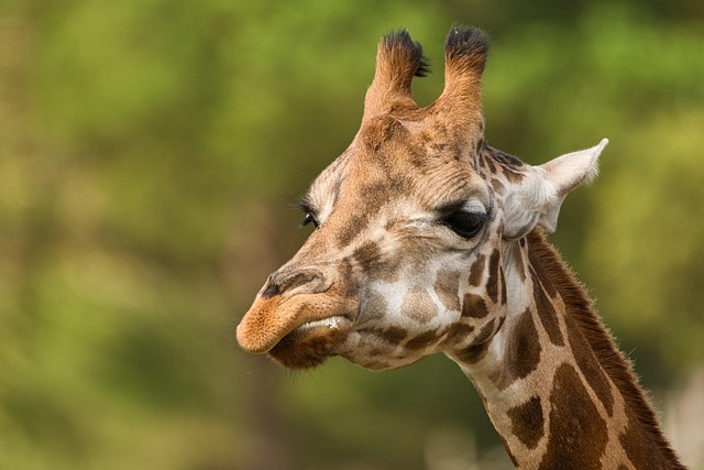 Safari