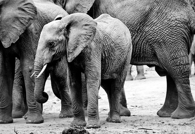 safari-640x480-83631944.jpeg