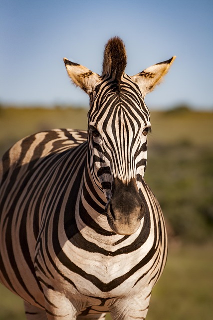 safari-640x480-84676641.jpeg