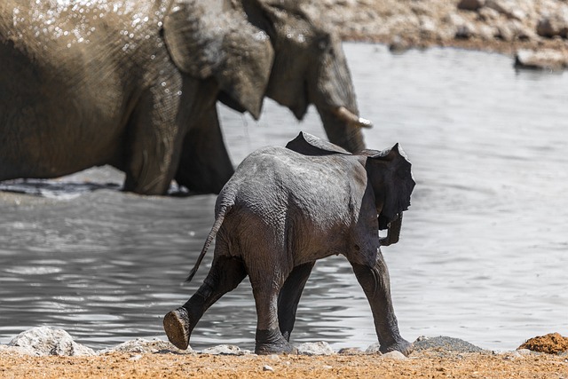 Safari
