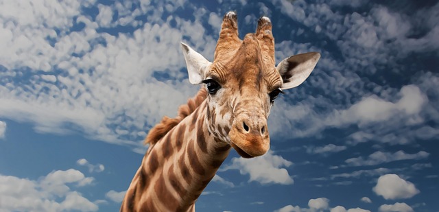 safari cheap