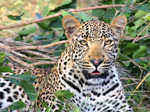 safari-cheap-640x480-53326291.jpeg