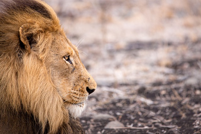 safari-cheap-640x480-60329422.jpeg