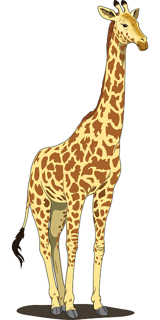 safari cheap