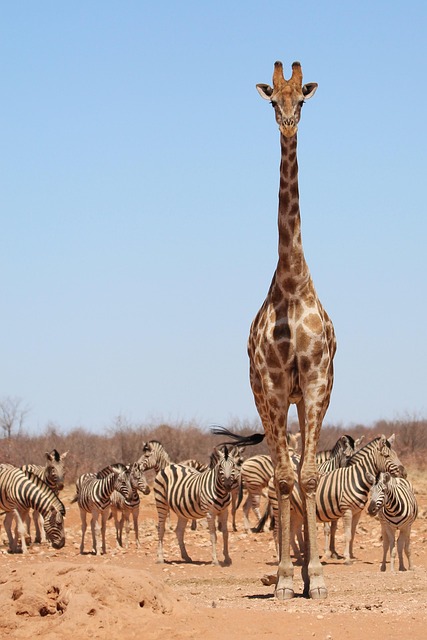safari cheap