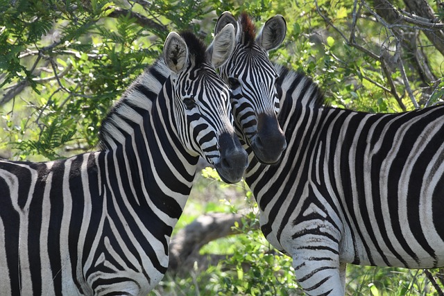 safari deals