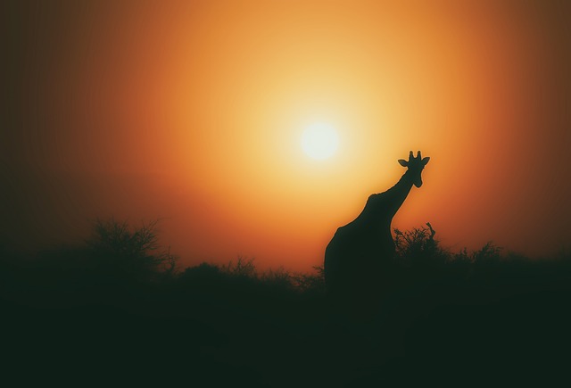 safari deals