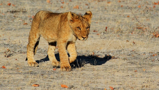 safari deals