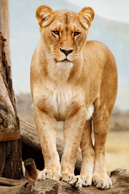 safari deals