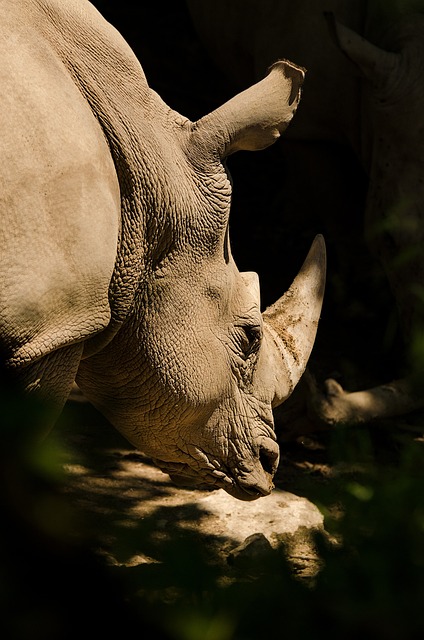 safari deals