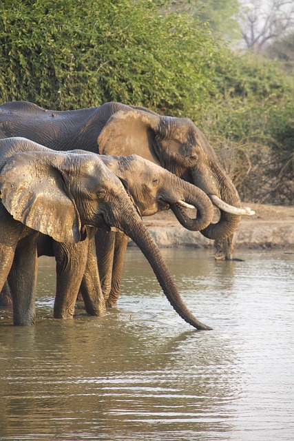 safari deals