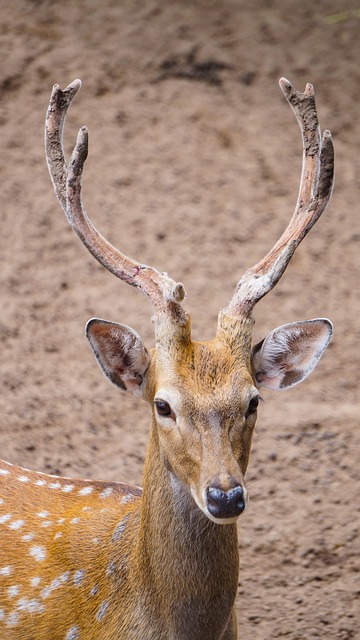safari-deals-640x480-29874374.jpeg
