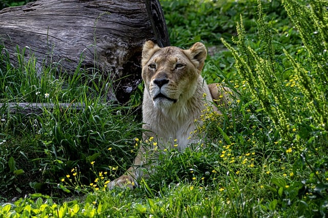 safari deals