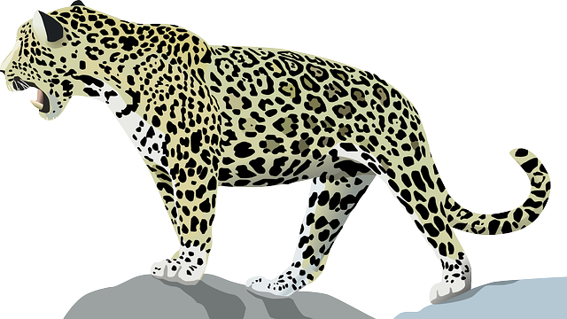 safari deals