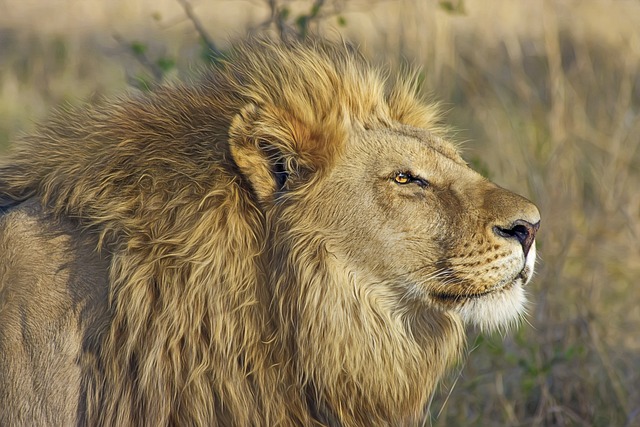 safari deals