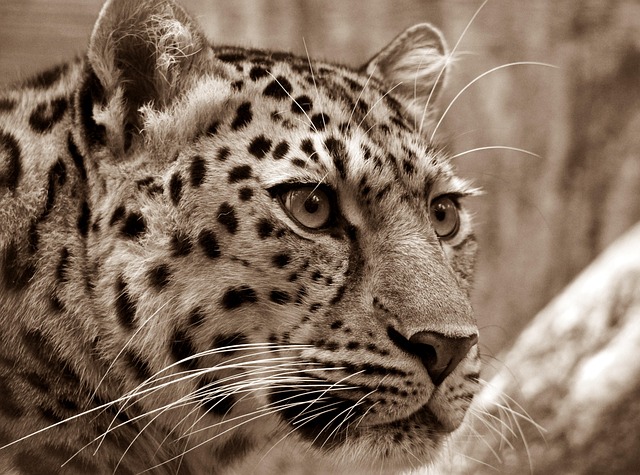 safari deals