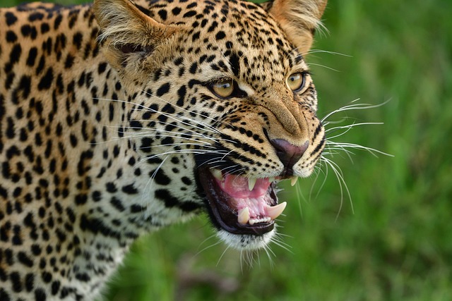 safari deals