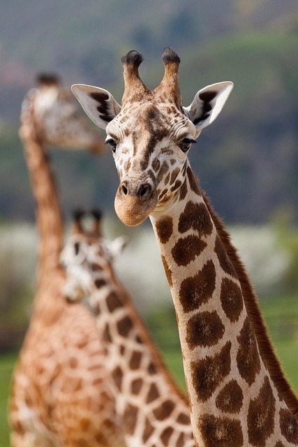 Dubai Evening Safari: Uncover Desert Adventures & Deals