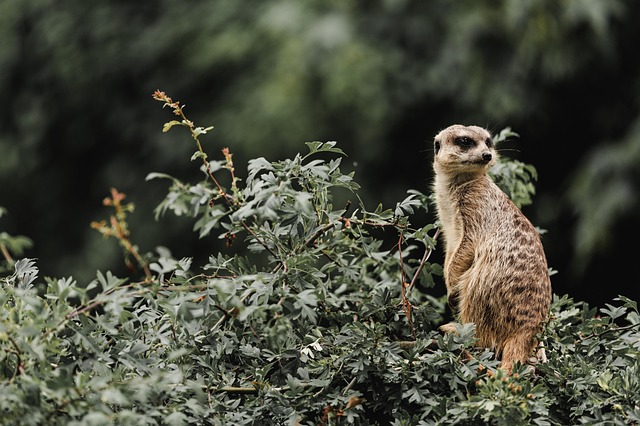 safari deals