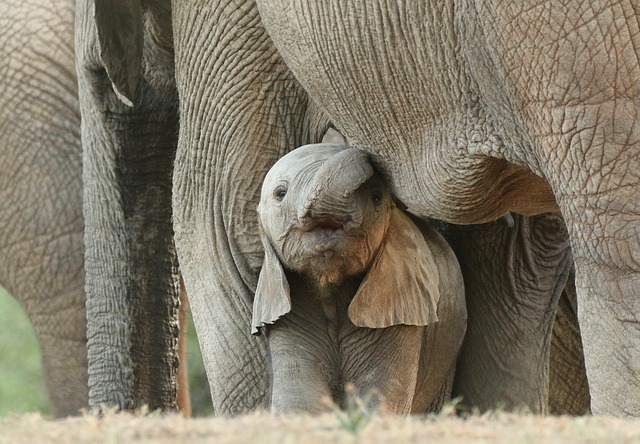 safari deals