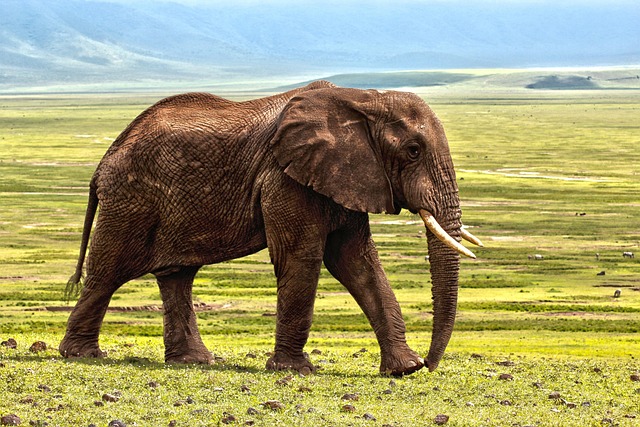 safari deals