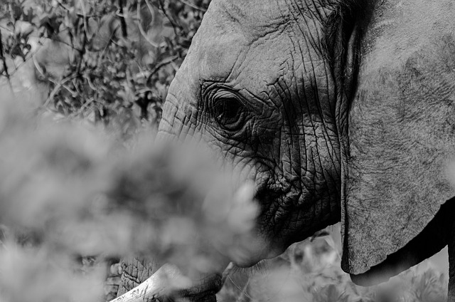 safari deals