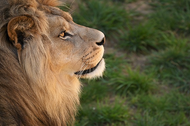 safari-deals-640x480-56336396.jpeg