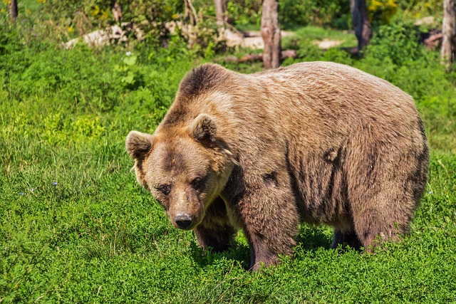 safari deals
