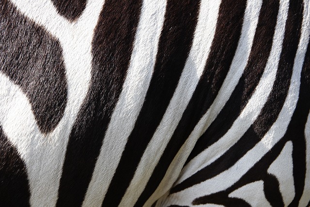 safari deals