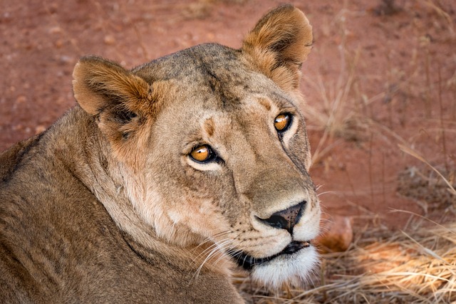 safari deals