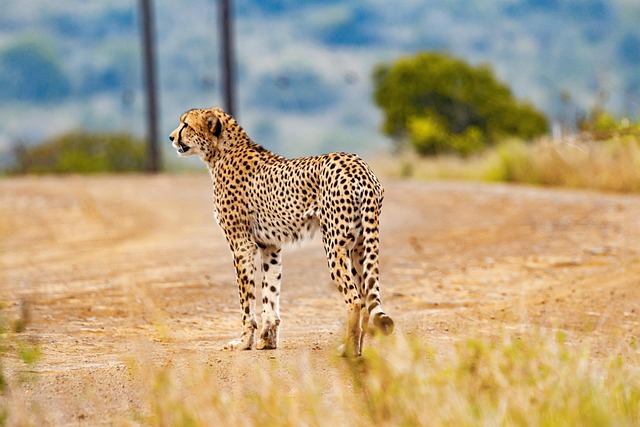 safari deals