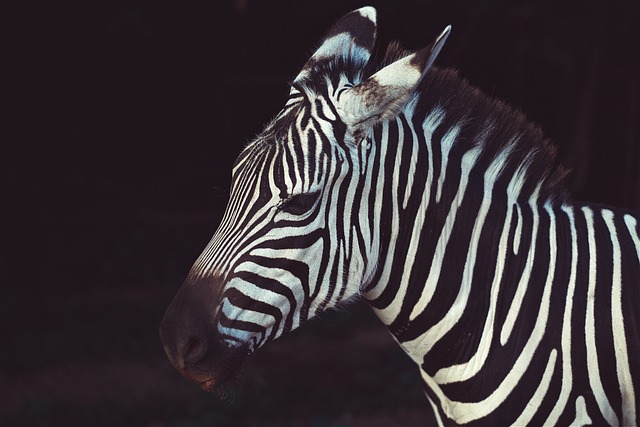 safari deals