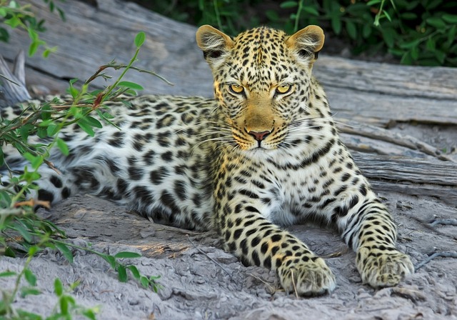 safari deals
