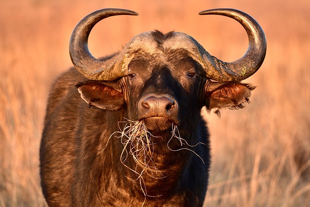 Discovering Dubai Safari Deals: Exclusive Journeys Unveiled