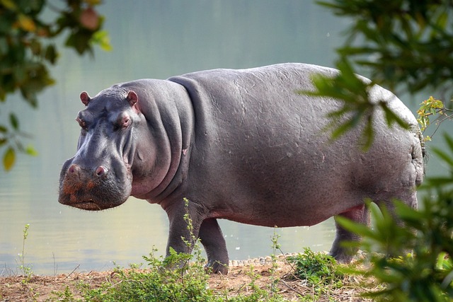 safari deals