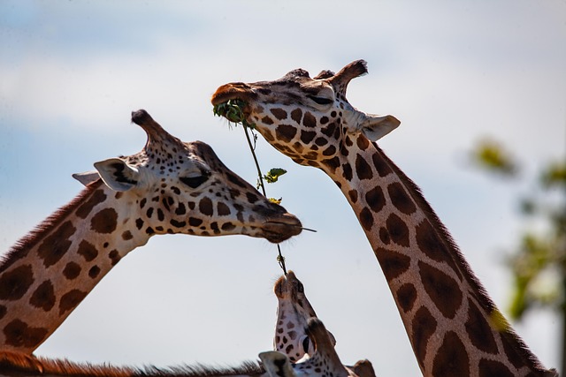safari deals