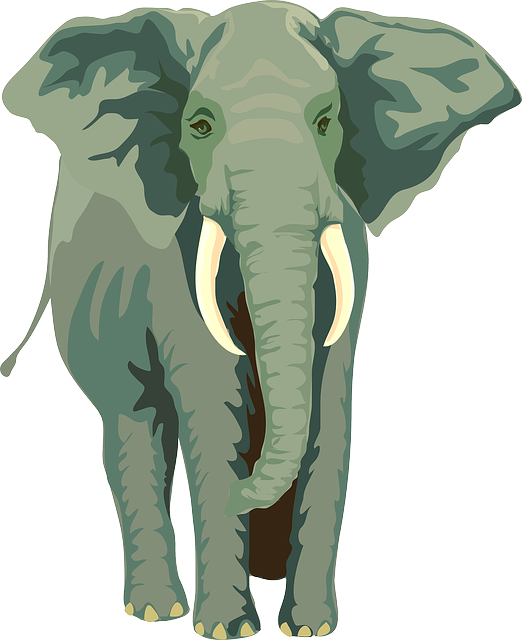 safari deals