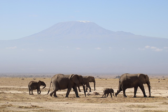 safari deals