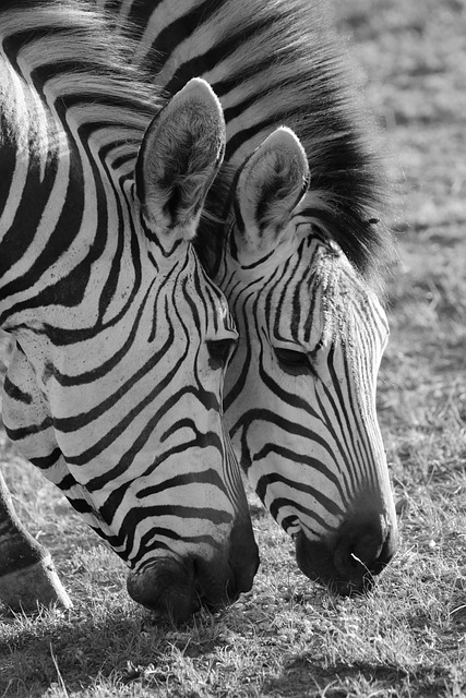 safari deals