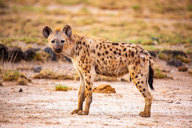 safari deals