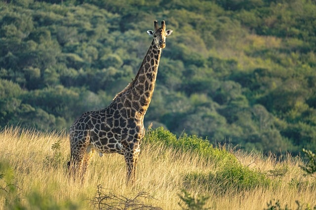 safari deals