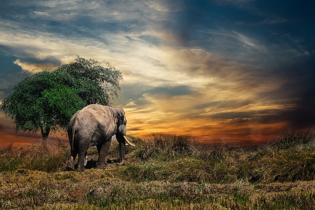 safari desert