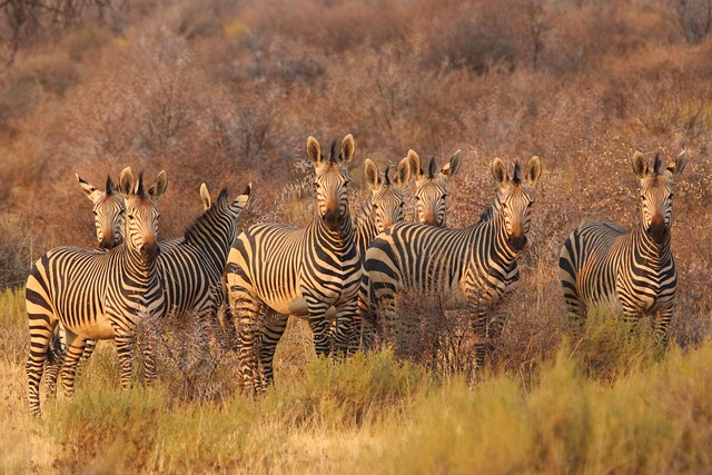 safari desert